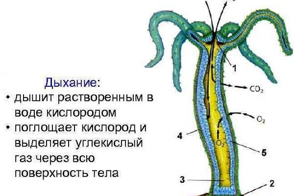 Кракен новый маркетплейс